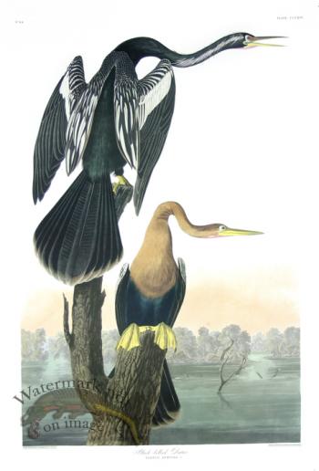 Black-bellied Darter